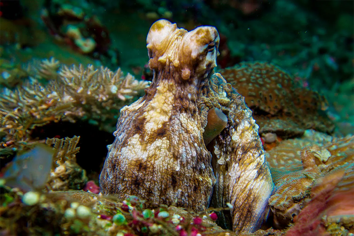 An octopus among the reef at Alamanda near Tulamben