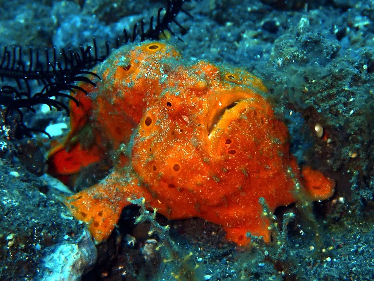 Close-up of an orange frogfish photographed while diving in Tulamben