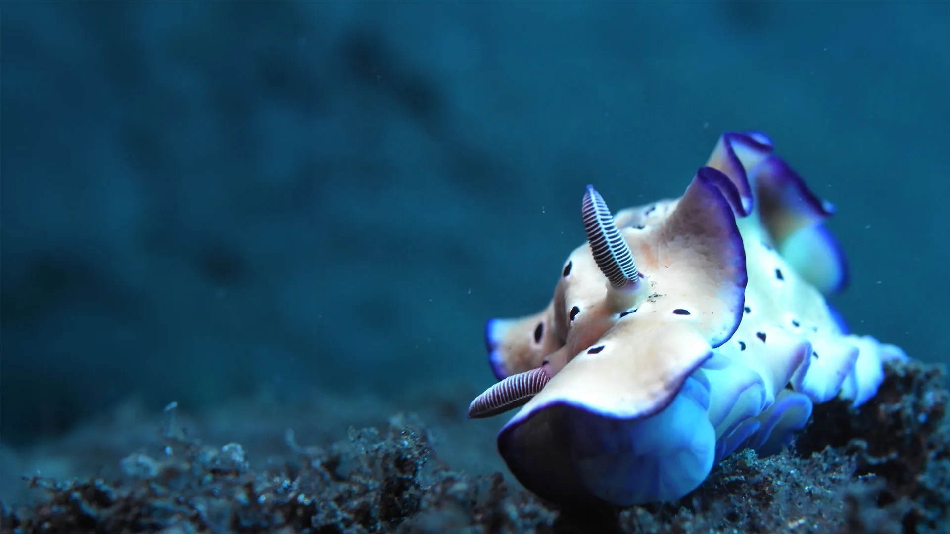 A colourful nudibranch on the dark volcanic sand near Tulamben, Bali