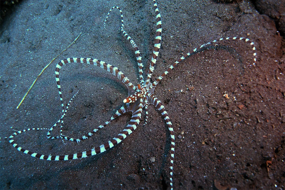 A striped wonderpus photographed on the dark sand in Seraya Bay near Tulamben